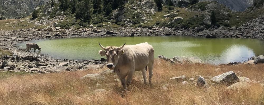 PYRENEJE - dotek bláznovství GR11